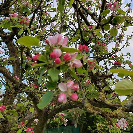 Wattwurm In Fedderwardersiel * 布特亚丁根