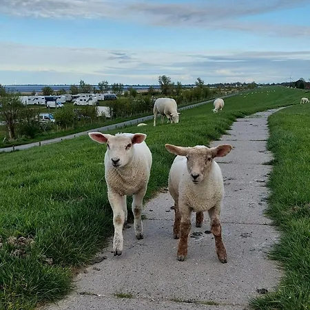 Wattwurm In Fedderwardersiel * 布特亚丁根
